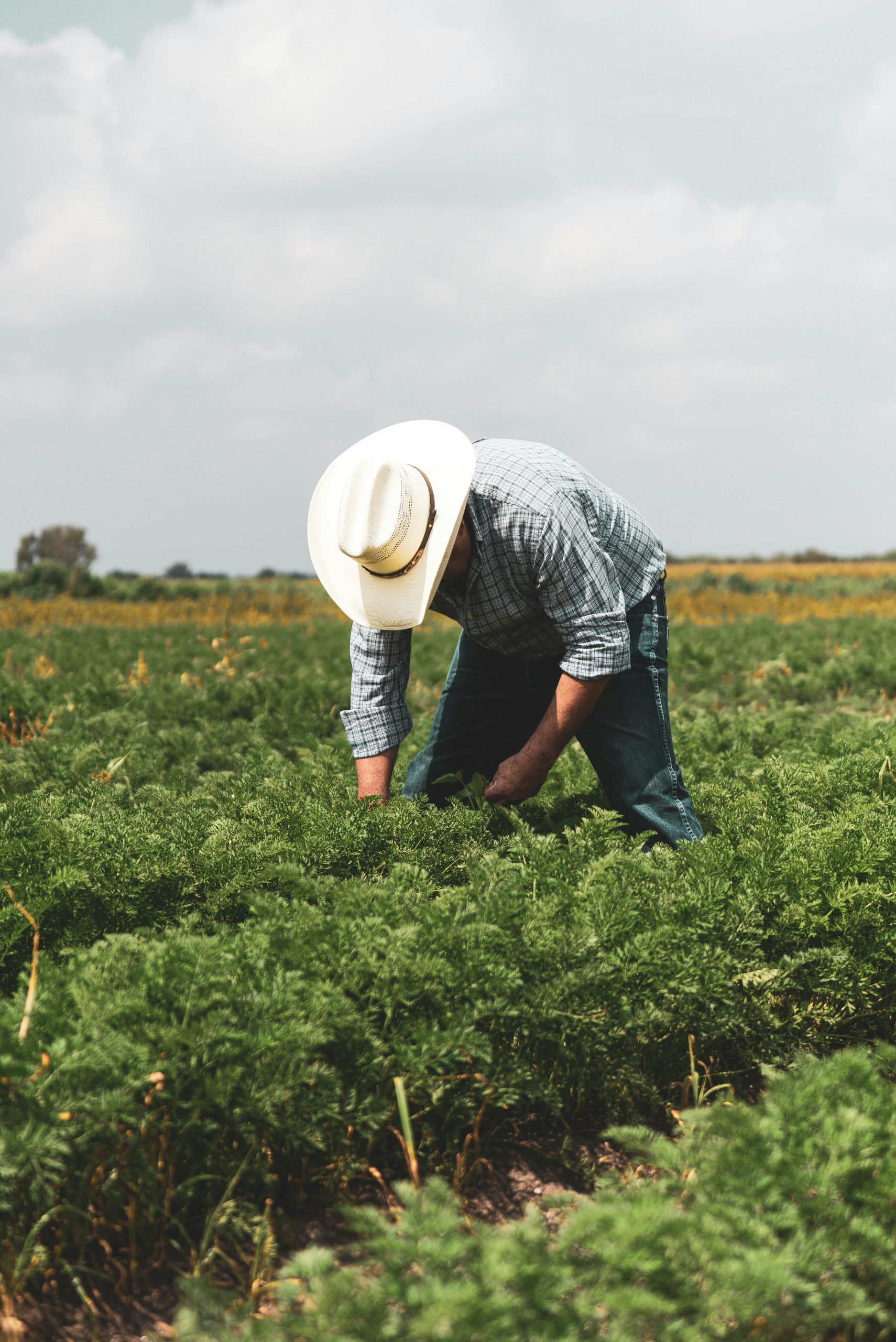 Farmworker Jobs in the UK with Visa Sponsorship for Foreigners