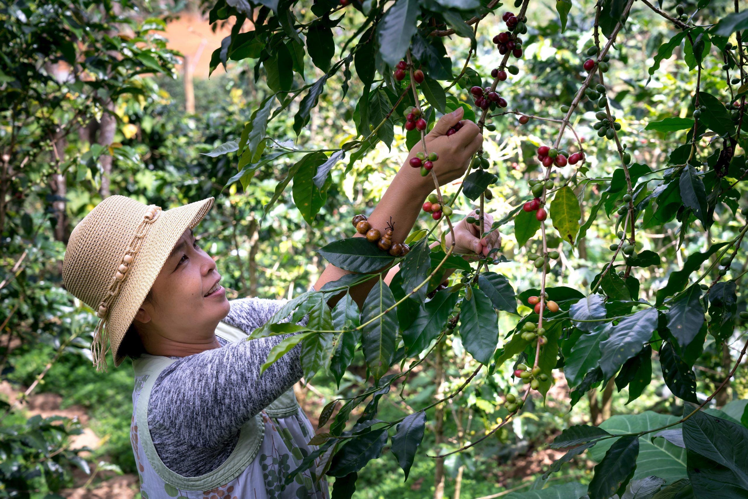 Fruit Picking Jobs in the USA with Visa Sponsorship for Foreigners