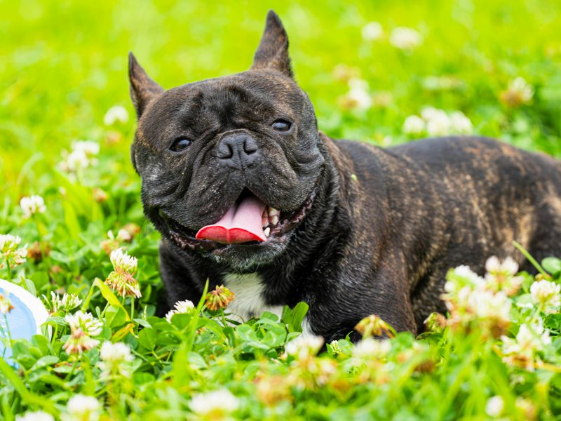 Pet-care Jobs in Australia with Visa Sponsorship